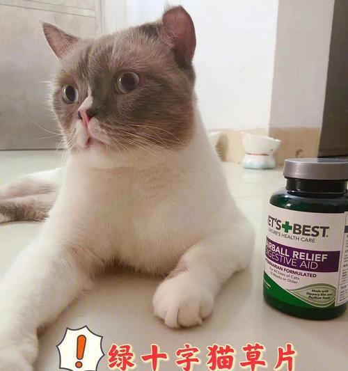 为什么养猫咪的人都种猫草？（探究猫草在宠物养护中的重要性）