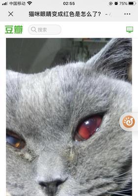 猫咪眼睛颜色的变化原因（从基因到环境，探究猫咪眼睛色素变化的原理）