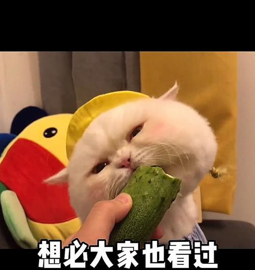 揭开猫咪怕黄瓜的真相（为什么猫咪会惊恐避讳黄瓜？）