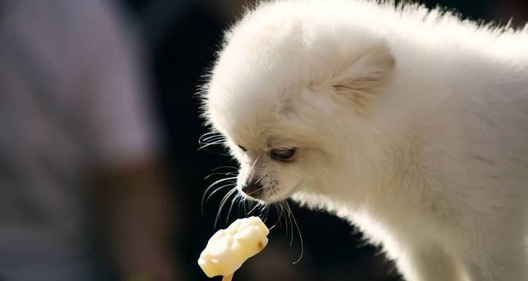 喂狗狗吃水果注意事项（如何让宠物犬健康饮食）