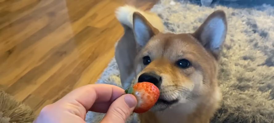 喂狗狗吃水果注意事项（如何让宠物犬健康饮食）