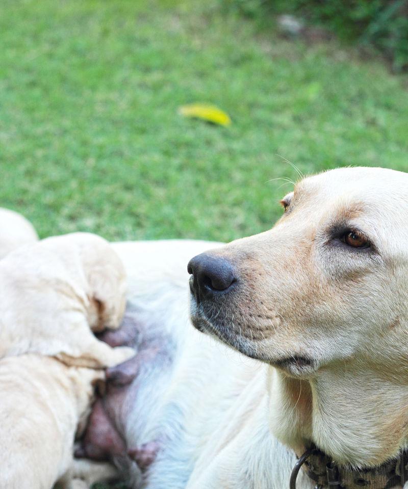 如何促进母犬乳汁分泌（喂哪些食物能够有效促进母犬乳汁分泌？）