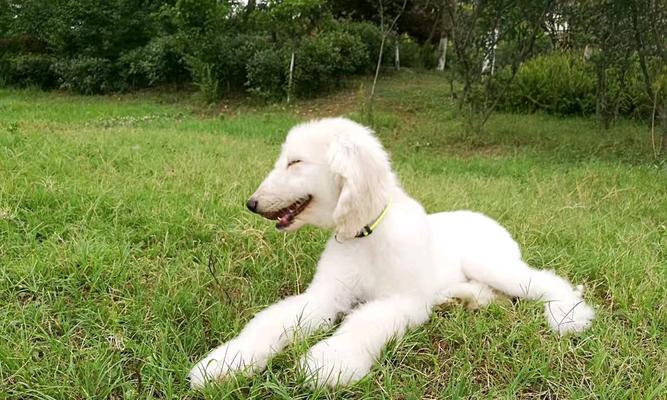 喂食阿富汗猎犬的几大错误方法（千万别犯这些错误，让你的宠物健康快乐）