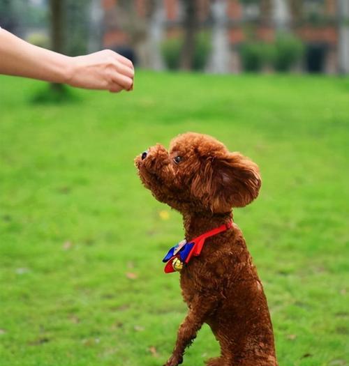 如何正确喂养贵宾犬幼犬（几个方面需要注意，让您的贵宾犬幼犬健康成长）