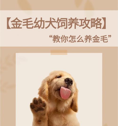 如何科学喂养金毛幼犬（关注金毛幼犬的饮食与健康）