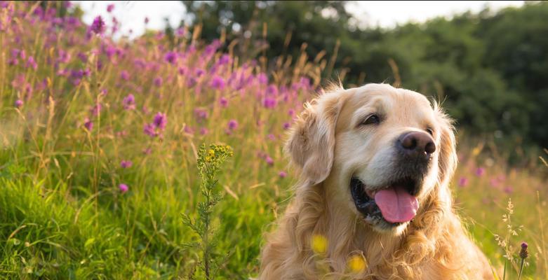 如何科学喂养金毛幼犬（关注金毛幼犬的饮食与健康）