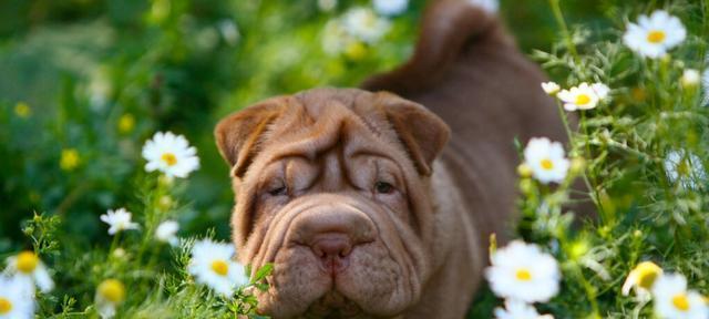 喂养沙皮犬的注意事项（如何给沙皮犬提供健康的饮食）