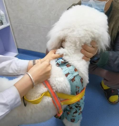 家犬育苗突然不行的原因及应对方法（宠物养护必知，育苗并非万无一失，如何应对不良反应？）