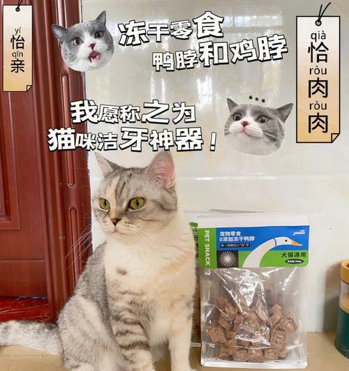 以小猫爱闻下面为话题的宠物日常细节剖析（小猫下面没有牙的原因和宠物主人需知的护理技巧）