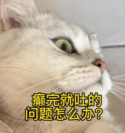 小猫为何频繁呕吐？（解析宠物呕吐的原因及预防措施）