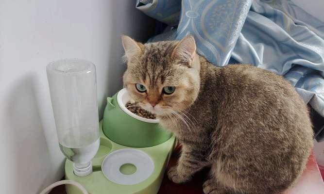 小猫补钙食品推荐（以宠物为主，给小猫选择最适合的补钙食品）