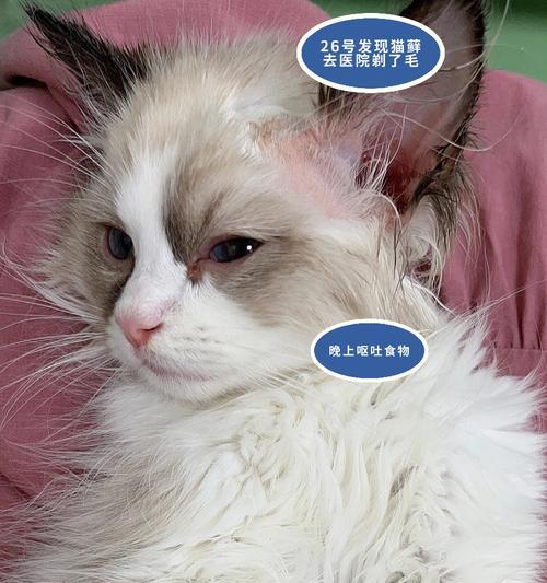 宠物小猫为什么不吃东西走路打晃？（探究小猫营养失调的原因及治疗方法）