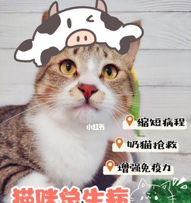 小猫胃炎的症状及预防方法（宠物保健的重要性）