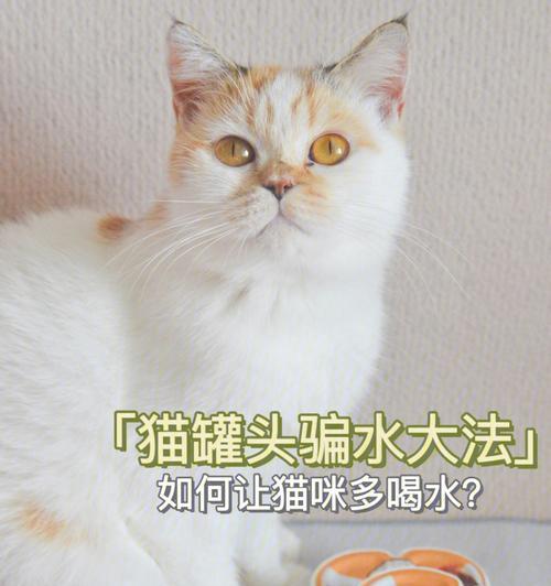 小猫为何不喝水（原因与解决方法）