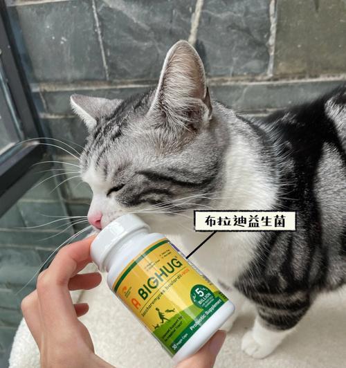 小猫换粮后出现软便怎么办（宠物养护常识，你不能不知道的！）