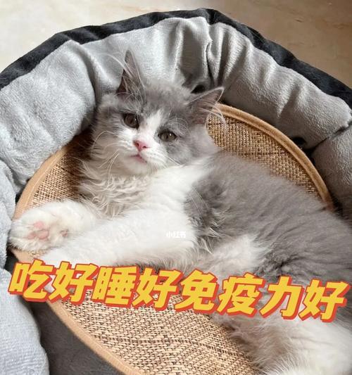 宠物小猫不爱吃饭，主人该如何应对？（以小猫十天不吃饭为例，让你轻松掌握宠物饮食管理的技巧）