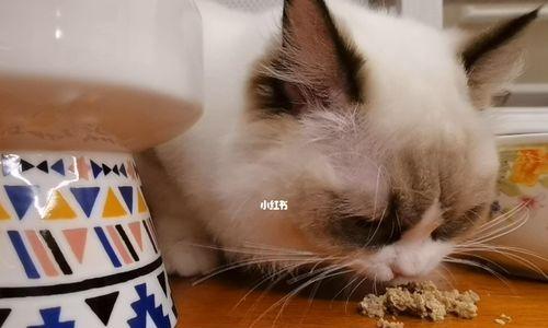 宠物小猫不爱吃饭，主人该如何应对？（以小猫十天不吃饭为例，让你轻松掌握宠物饮食管理的技巧）