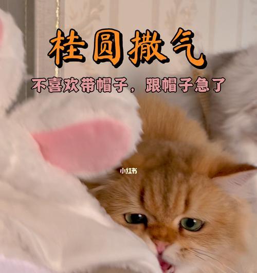 小猫突然生气！（揭秘宠物生气的神奇表现）