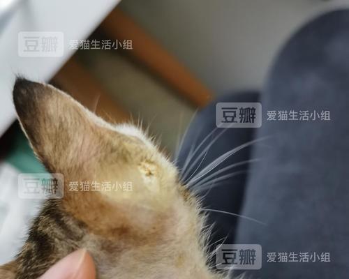 小猫有猫癣，你需要知道的重要信息（宠物的健康需要我们的关注和照顾）