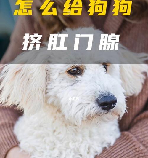 小猫咪肛门异味难忍，肛门腺溢液解决方案（宠物常见问题解决，小猫咪肛门保健）