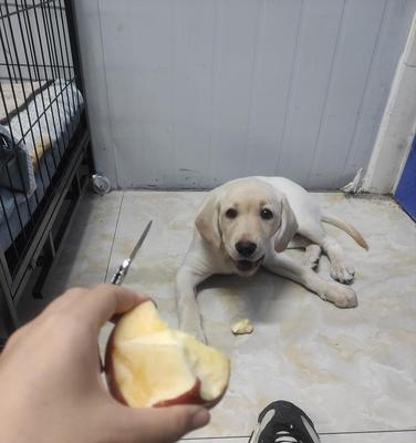 幼犬不吃东西一直睡觉，你需要知道的关键点（宠物爱睡觉或存在健康问题？）