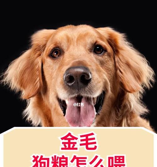 幼犬金毛突然不吃狗粮？教你应对这个问题！（金毛幼犬饮食问题，如何解决？）