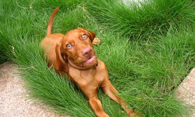 在山东养猎犬的困惑（猎犬养在山东，没有猎物用处何在？）