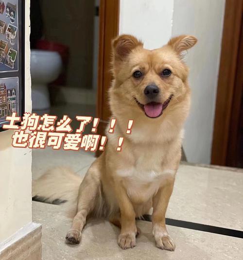 中华田园犬为何不在家拉大便？（探究中华田园犬拉大便习惯及其原因）