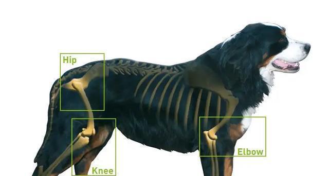 宠物狗髋关节发育不良走路问题详解（如何判断狗髋关节发育不良？如何帮助狗狗改善走路问题？）