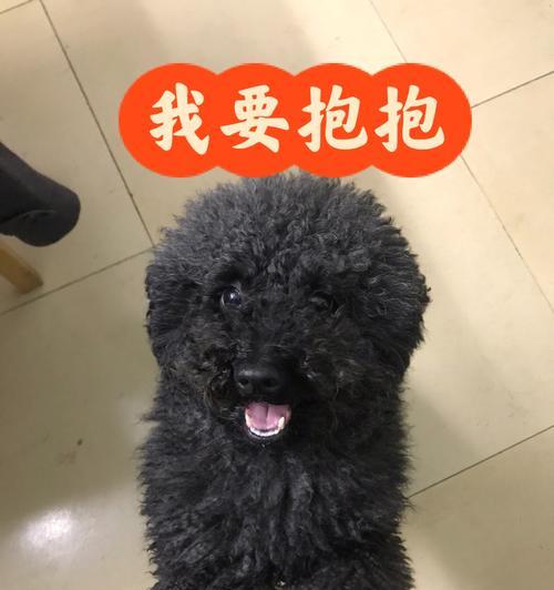 黑色贵宾犬剪造型图片大全（以宠物为主，打造独特个性）