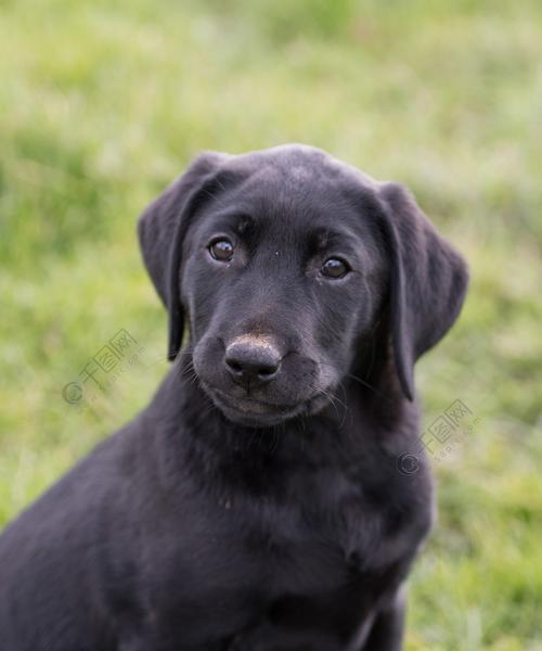 了解这种可爱、忠诚的犬类（了解这种可爱、忠诚的犬类）