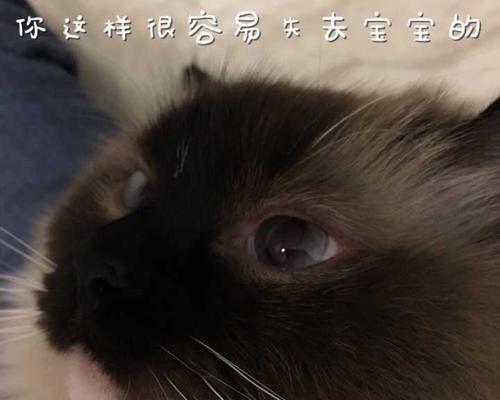 猫鼻子下面的黑色物质是什么？（了解你的宠物的健康问题）