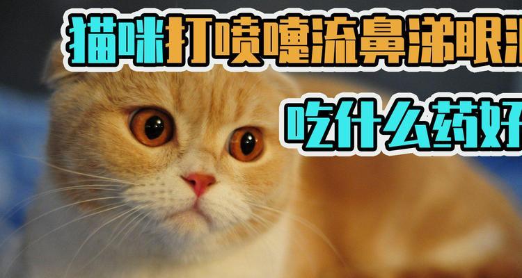 猫咪打喷嚏不流鼻涕该怎么办？（探究猫咪打喷嚏原因，介绍药物治疗方法）