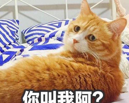 《无聊猫咪的表情大全》（看这些表情，你会爱上宠物更多！）