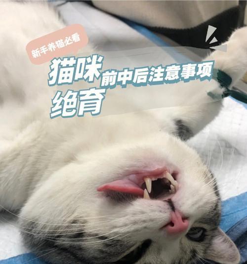 猫咪下半身瘫痪，如何处理？（宠物失禁危机，及时寻求帮助）