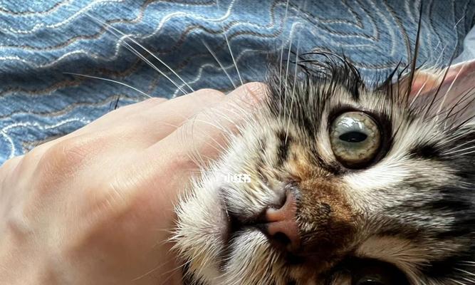 宠物猫流鼻涕怎么办（针对流鼻涕的猫咪的食欲问题解决方案）