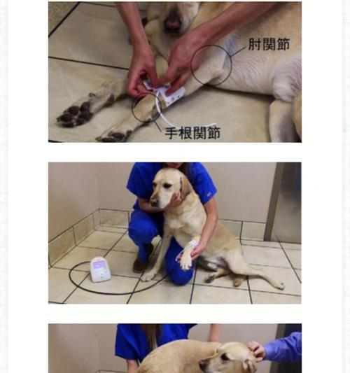 以犬肾上腺皮质机能亢进为病因，如何选择药物治疗（宠物犬的健康问题，如何正确应对）