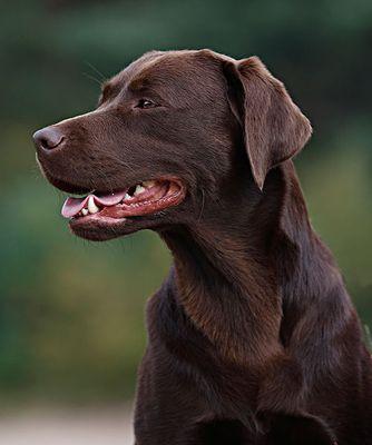 萌宠靓照，幼犬狗狗图片大全（用镜头记录我们的快乐时光）