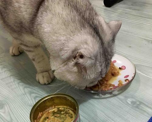 宠物猫咪不能吃金枪鱼，原因何在？（金枪鱼喂养猫咪的误区、猫咪食用金枪鱼的风险及替代品推荐）