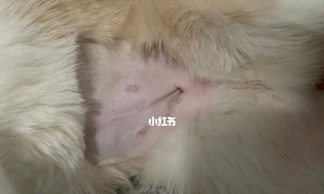 猫咪绝育后老叫问题解决方法（宠物猫绝育后为什么老是叫，如何有效缓解）