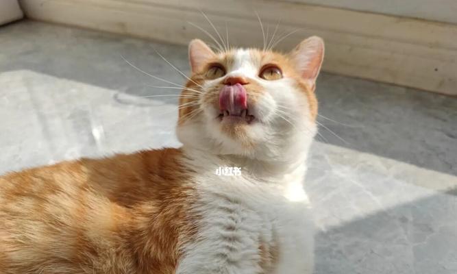 猫生完小猫后一直吐舌头，该怎么办？（宠物猫的健康问题及解决方法）