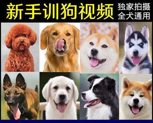 掌握5步，训练金毛犬跳远（宠物爱好者必读，训练金毛犬跳远的技巧）