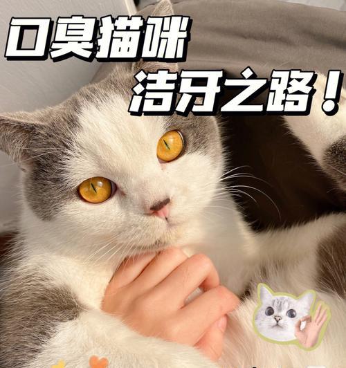 猫咪口臭怎么办？15个实用小贴士让你的宠物不再口臭（关爱宠物健康，从口臭开始；15个小技巧让你的猫咪呼吸清新又舒适）