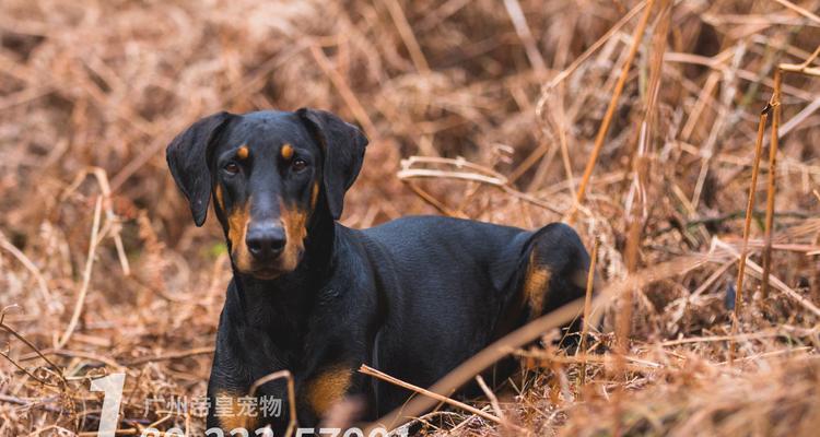 训练宠物杜宾犬扑咬技能，让其成为强力守卫（从基础训练到高级技巧，一步步教你训练宠物杜宾犬的扑咬技能）