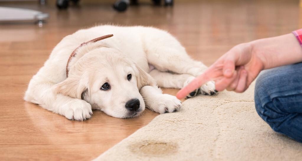 如何训练金毛犬成为优秀的宠物？（以科学训练方法让金毛犬变得听话、友好和健康）