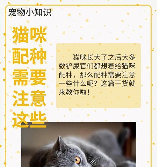 宠物猫咪洗澡的正确方法（重视宠物卫生从洗澡开始）