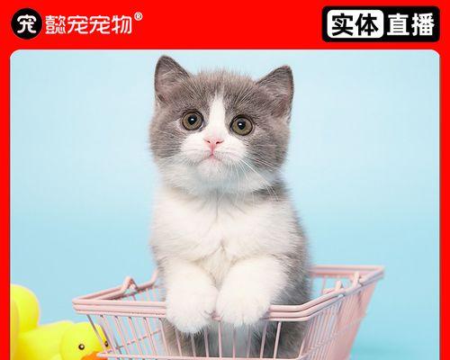 以白色的小猫咪为主的宠物取名指南（15个名字灵感让你随心所欲为你的白猫取名）