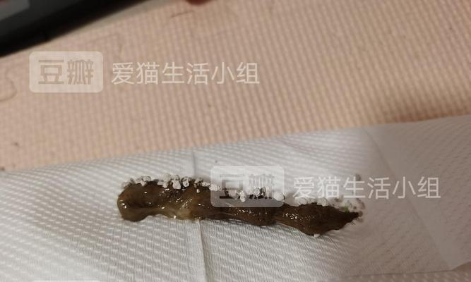 小猫尿血怎么办？（宠物爱护必备，快速解决宠物尿血问题。）