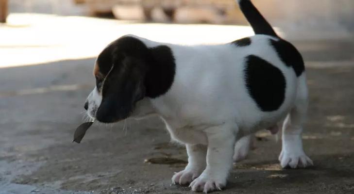 半岁比格犬该怎么喂养？（以狗粮为主，让宠物健康成长）