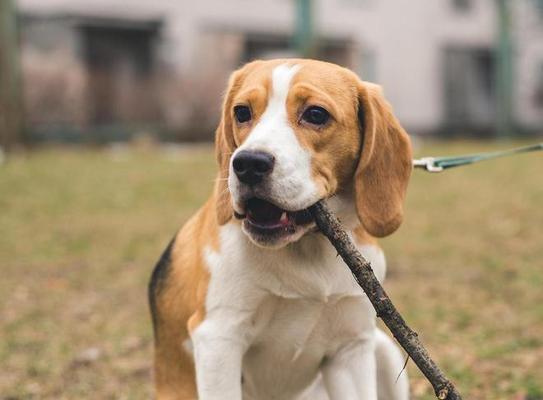 半岁比格犬该怎么喂养？（以狗粮为主，让宠物健康成长）